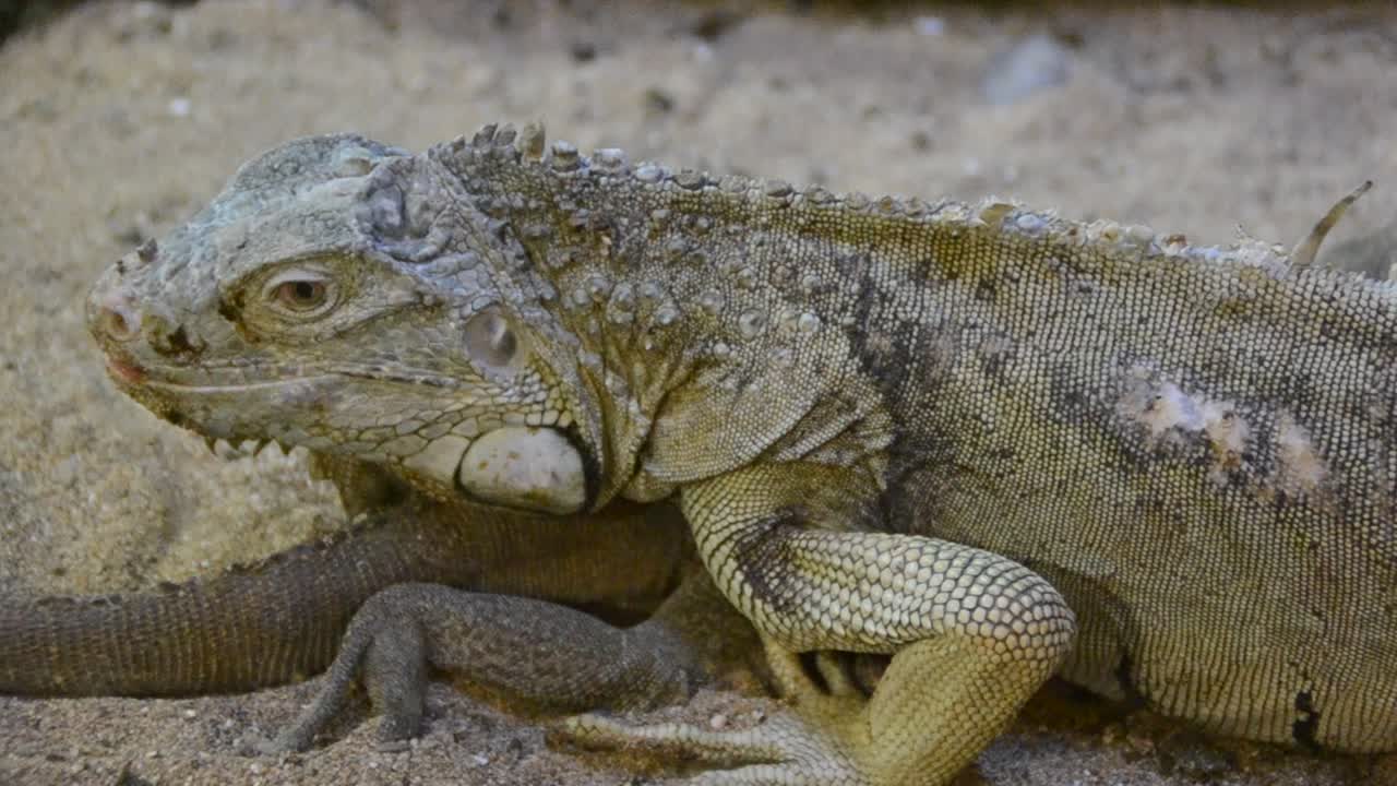 Iguana