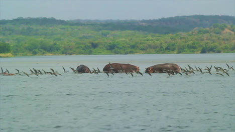 bandada de pájaros en cámara lenta volando frente a hipopótamos en el río nilo, áfrica