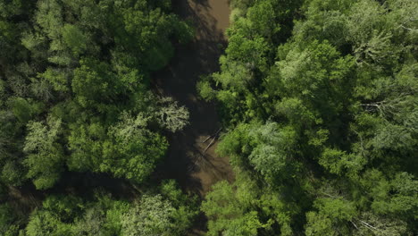 The-wolf-river-flowing-through-dense-greenery-in-collierville,-tennessee,-aerial-view