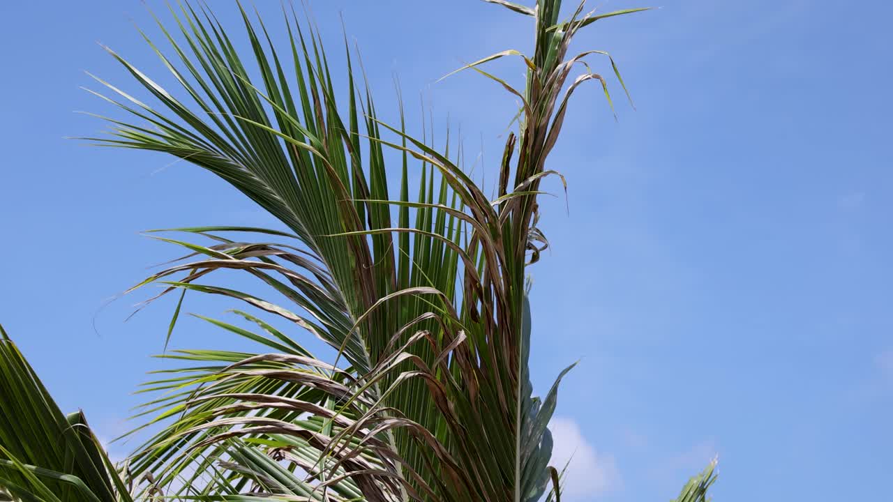 las palmeras se balancean suavemente en el viento contra un cielo azul claro, capturando una atmósfera tropical serena