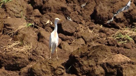 Gran-Garceta-Se-Encuentra-En-Las-Rocas-Del-Río-Tarcoles-En-Costa-Rica