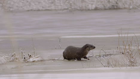 Nutria-Caminando-Sobre-Hielo-Y-Sumergiéndose-En-El-Agujero-De-Hielo