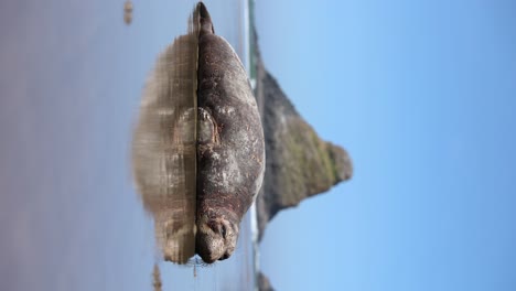 Pazifischer-Seehund-Schläft-Am-Strand-Der-Küste-Von-Oregon-–-Vertikales-Video-Mit-Kopierraum