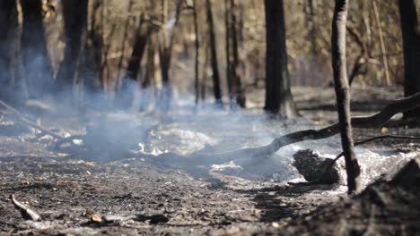 Vista-Desde-El-Suelo-De-Un-Reciente-Incendio-Forestal