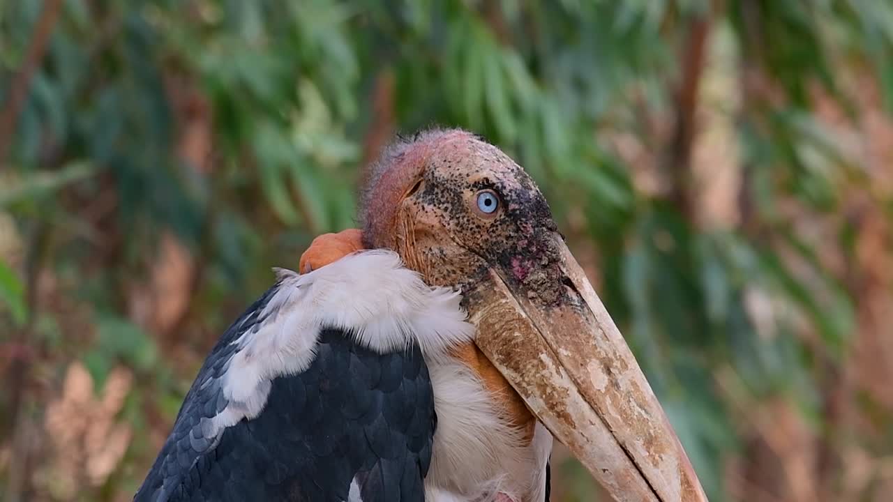 un gran pájaro de la familia de las cigüeñas común en el sur de asia y ahora en peligro de extinción debido a la pérdida de hábitat