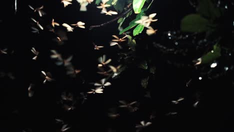 Zeitlupe---Statische-Aufnahme-Vieler-Insekten,-Die-Nachts-Mit-Baumblättern-Um-Die-Beleuchtung-Herumfliegen