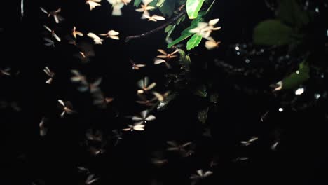 slow motion - static shot of many insects that fly around the lighting at night with tree leaves