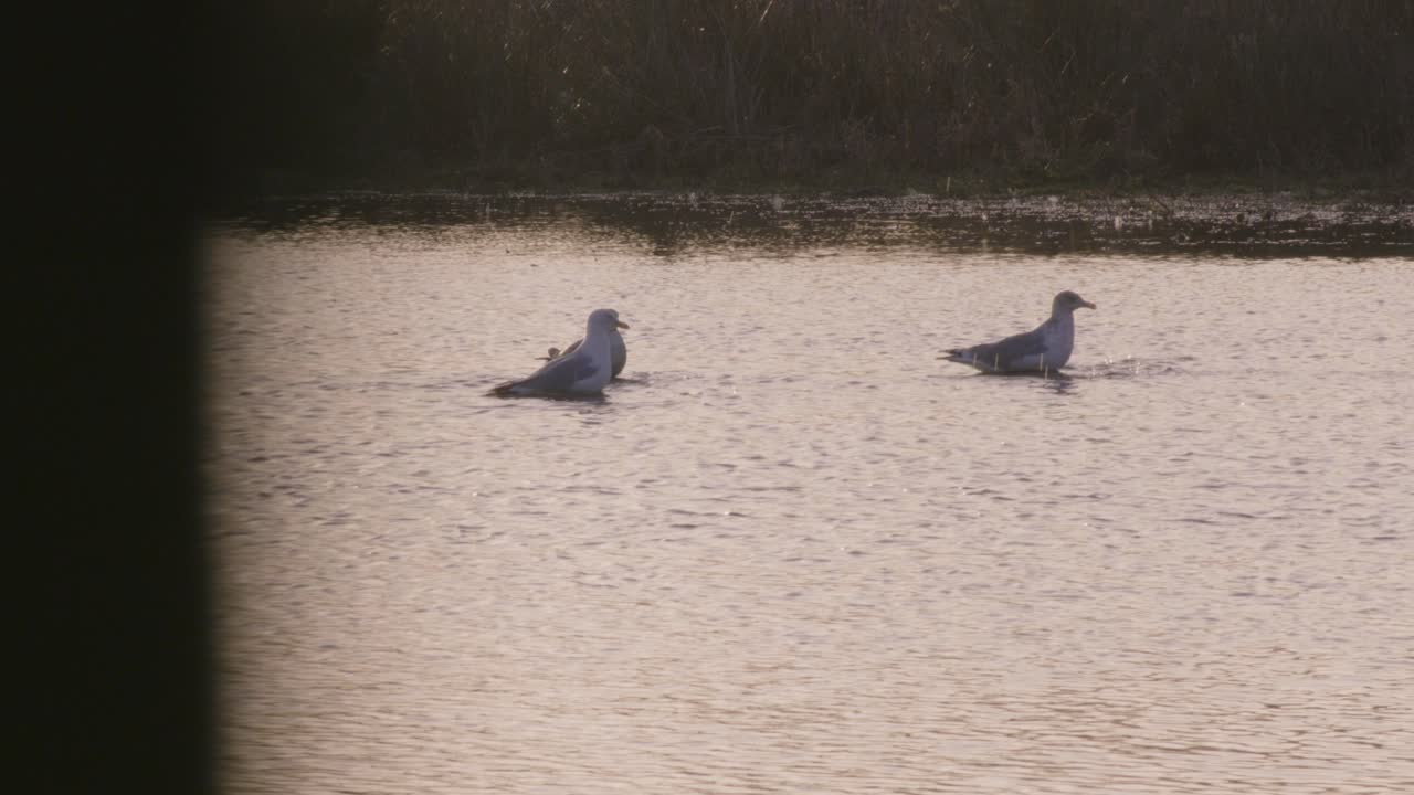 오리가 연못에 있다