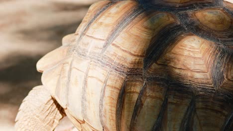 tortoise walking on a sunny path