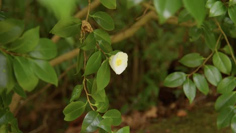 A vibrant camellia in full bloom with soft petals and rich details. Captured in 4K slow motion, this shot showcases the elegance of nature and botanical beauty.