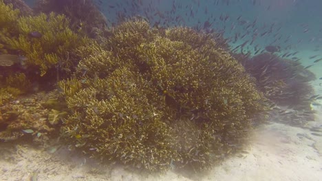 thousands of small fish shoals swimming in and out of the coral reef gardens on coral triangle tropical island in timor leste, south east asia