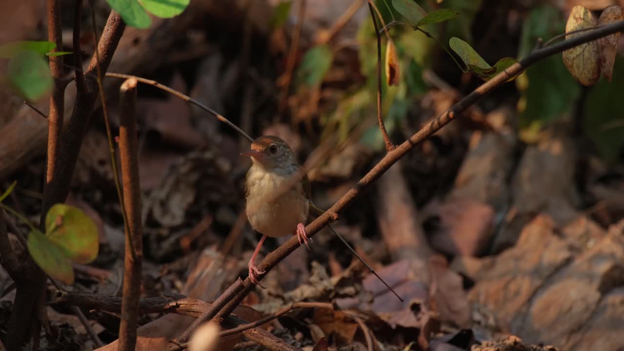 encaramado en una ramita baja cerca del suelo mirando a su alrededor chirriando luego salta para irse, pajarito común orthotomus sutorius en busca de alimento, tailandia