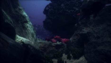 escena submarina con arrecifes de coral y rocas