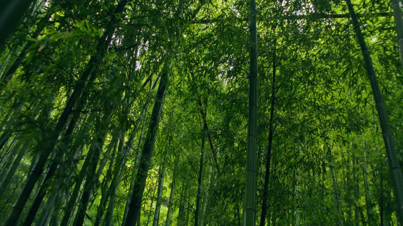 Bamboo Forest Canopy