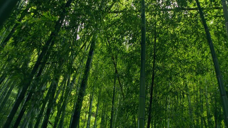 Bamboo Forest Canopy