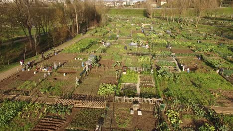 aerial view of community garden in the city