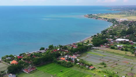 shoreline beach with rice fields near lovina in north bali on sunny day, aerial