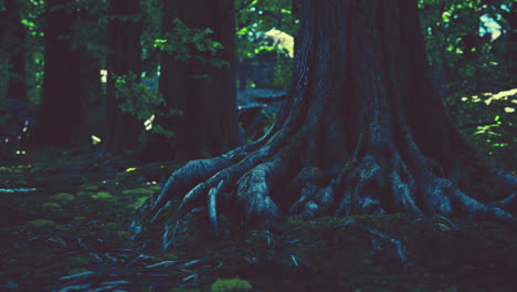 roots of an old tree overgrown with moss