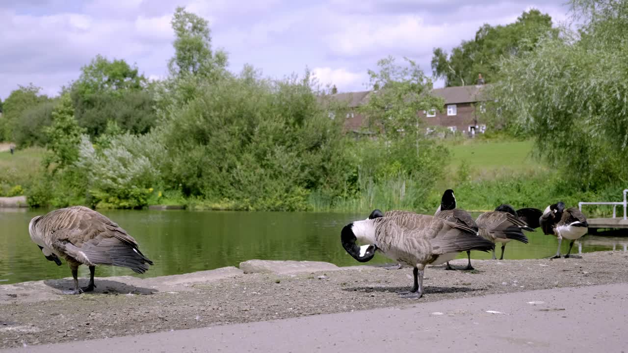 맨체스터의 스탬포드 공원에 있는 호수 옆에서 몸을 손질하는 거위
