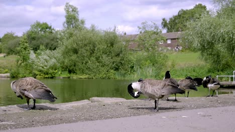 geese-grooming-themselves-at-the-side-of-the-lake-in-stamford-park-in-Manchester