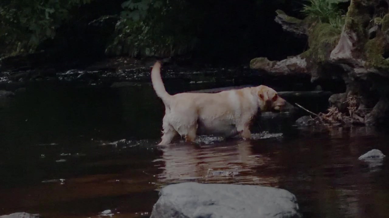 Perro recupera una pelota de un arroyo poco profundo antes de sacudirse el agua y regresar con su dueño en un cálido día de verano. Metraje grabado a mano ralentizado al 50%.