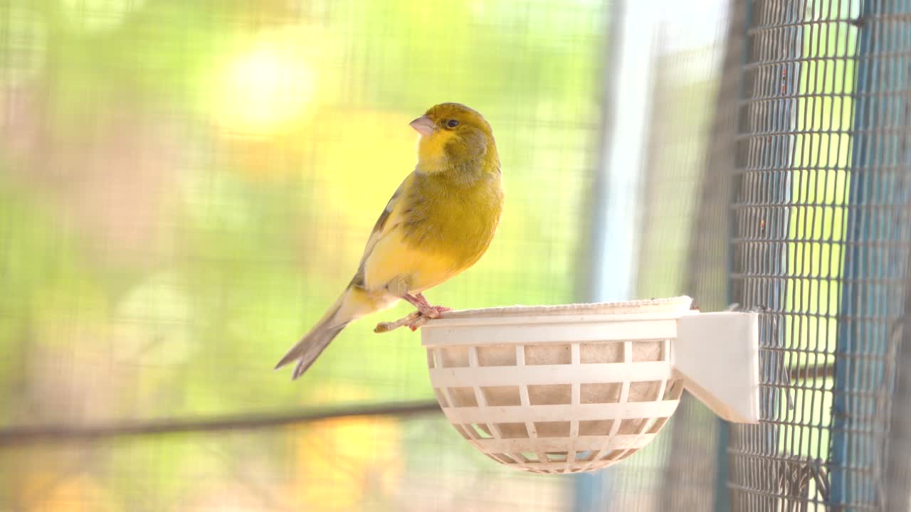 대서양 카나리 새는 노래, 노래, 세리누스 카나리아, 카나리, 섬 카나리 또는 일반 카나리 조류는 전기 전선에 앉아 있습니다.