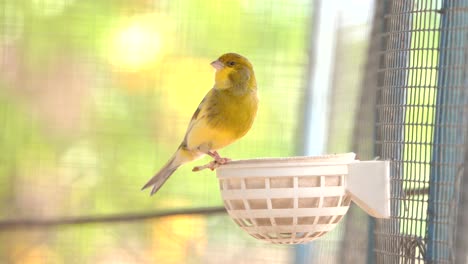 Chirping-Atlantic-canary-bird-sing,-singing,-Serinus-canaria-,-canaries,-island-canary,-canary,-or-common-canaries-birds-perched-on-an-electric-wire