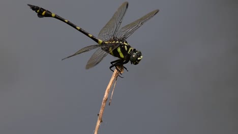 the common flangetail dragonfly is commonly seen in thailand and asia