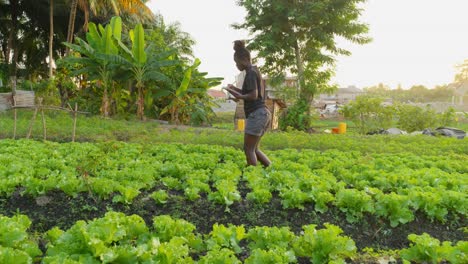 Granjera-Negra-Que-Trabaja-En-Una-Plantación-De-Ensaladas-En-África-Recopilando-Datos-De-La-Granja-Usando-Una-Tableta-Moderna-Conectada-A-Internet-5g