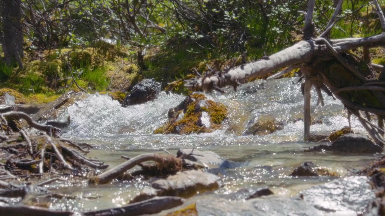 Mountain creek flowing in the wild forest between fallen trees.