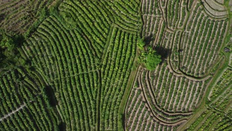 vista aérea de arriba hacia abajo capturando detalles de textura intrincada en medio de un vibrante campo de arroz en sidemen, bali, indonesia