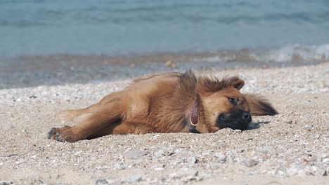 lazy dog relaxing and sleeping on sand beach