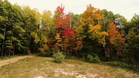 Leuchtend-Satte-Rottöne-Auf-Den-Blättern-Im-Herbst