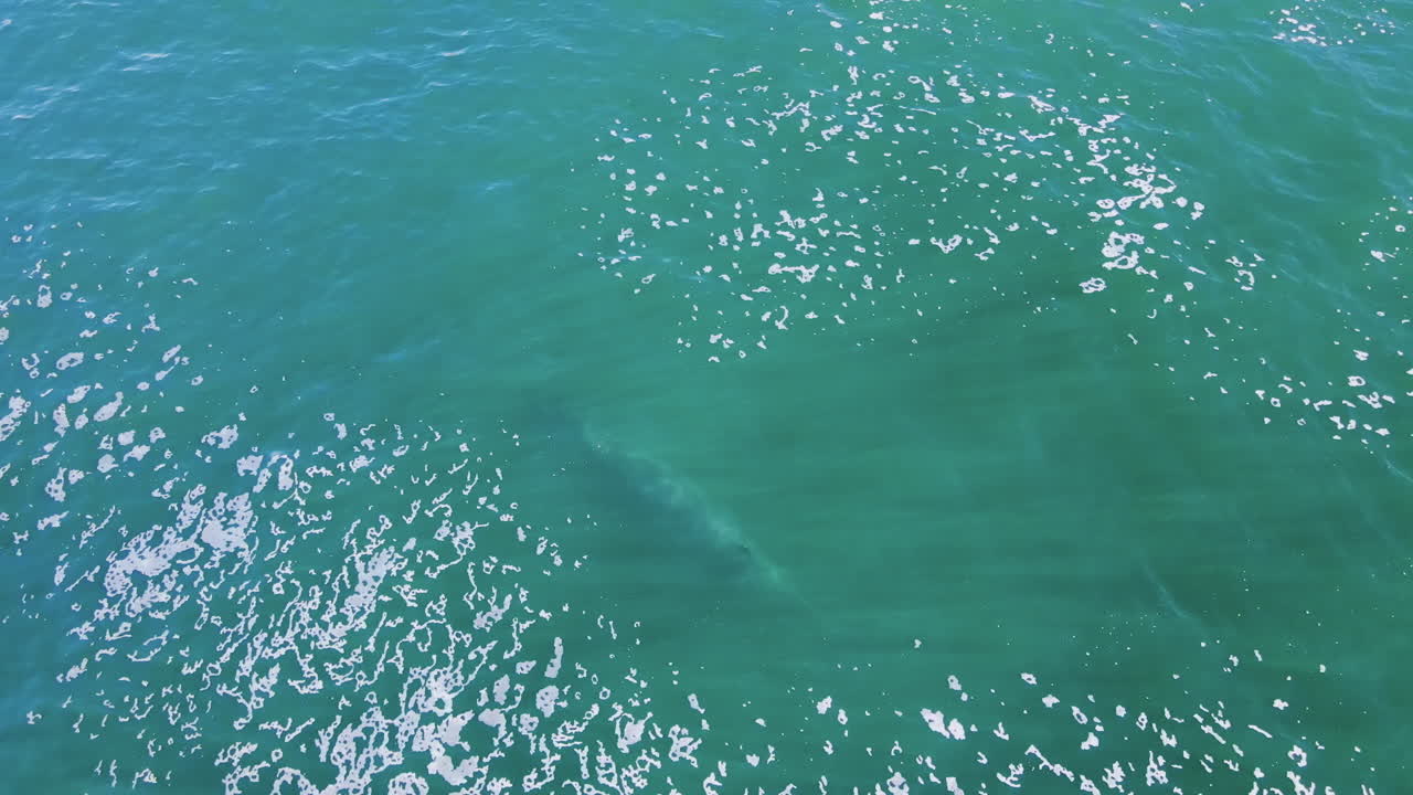 Bryde's whale spouts rainbow from blowhole as it exhales at sea surface, aerial