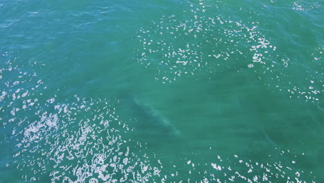 Bryde's-whale-spouts-rainbow-from-blowhole-as-it-exhales-at-sea-surface,-aerial