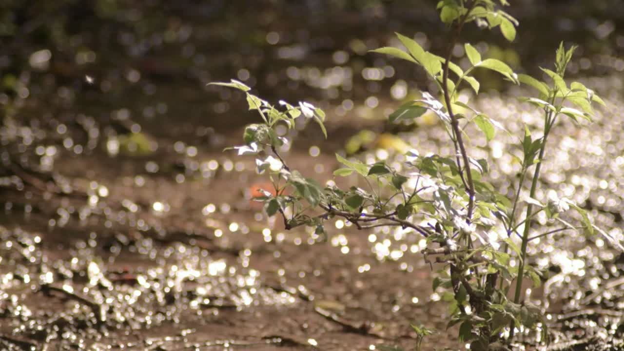 시골에 흐르는 물에 흐르는 물