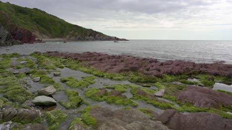 seaweed or algae covered red rocks in talland bay in cornwall, england, uk