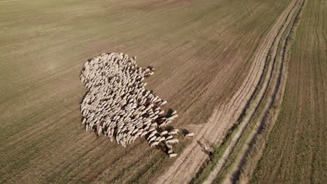 backward drone view over a small herd of white sheep moving around grazing in harvested fields in east spain