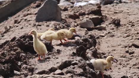 group of ducklings navigating uneven, rocky ground