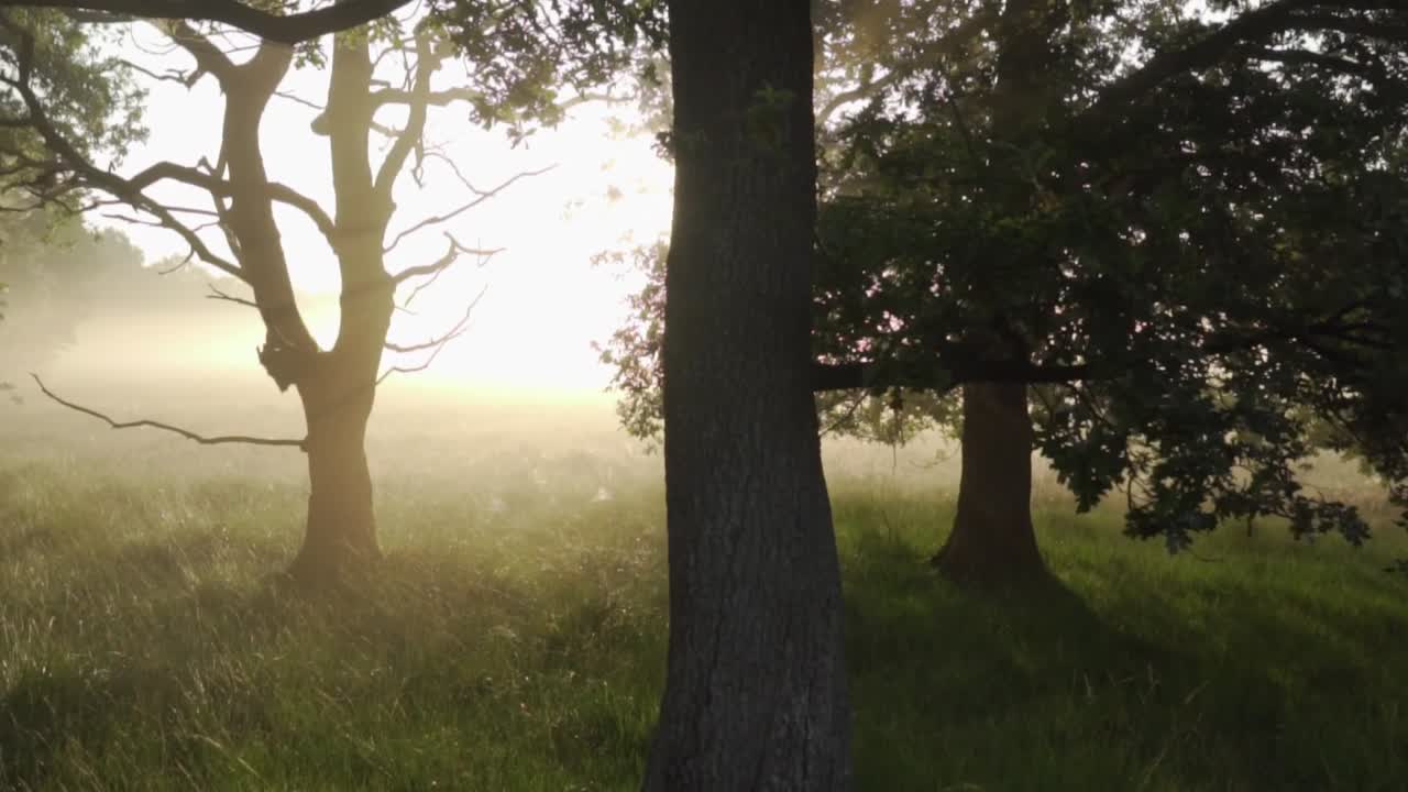 туманный восход солнца в лесу