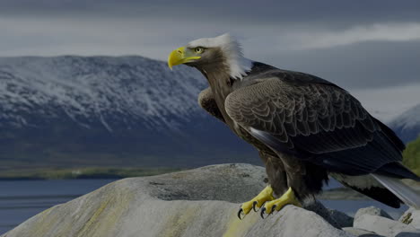 bald eagle in a mountain and lake landscape
