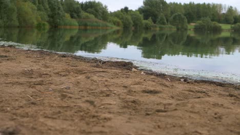 Trees-growing-by-lakeside-with-sandy-shore-wide-shot