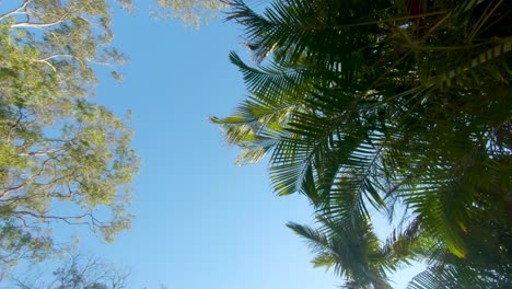 smooth tracking shot, with an upwards point of view, moving under an overhanging canopy of gum trees and palm trees, swaying in the wind, with a clear blue sky above, in outback queensland, australia,