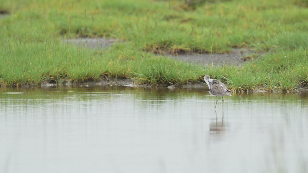 탄자니아의 세렌게티 호수 (serengeti lake) 에 서식하는 아프리카의 물새 던린 (dunlin) 은 습지에서 물을 헤엄치고, 먹이를 먹고 산책하는 새들이 평온하고 조용한 물에 반사되어 야생 동물 자연 사파리 (wildlife nature safari) 를 즐긴다.