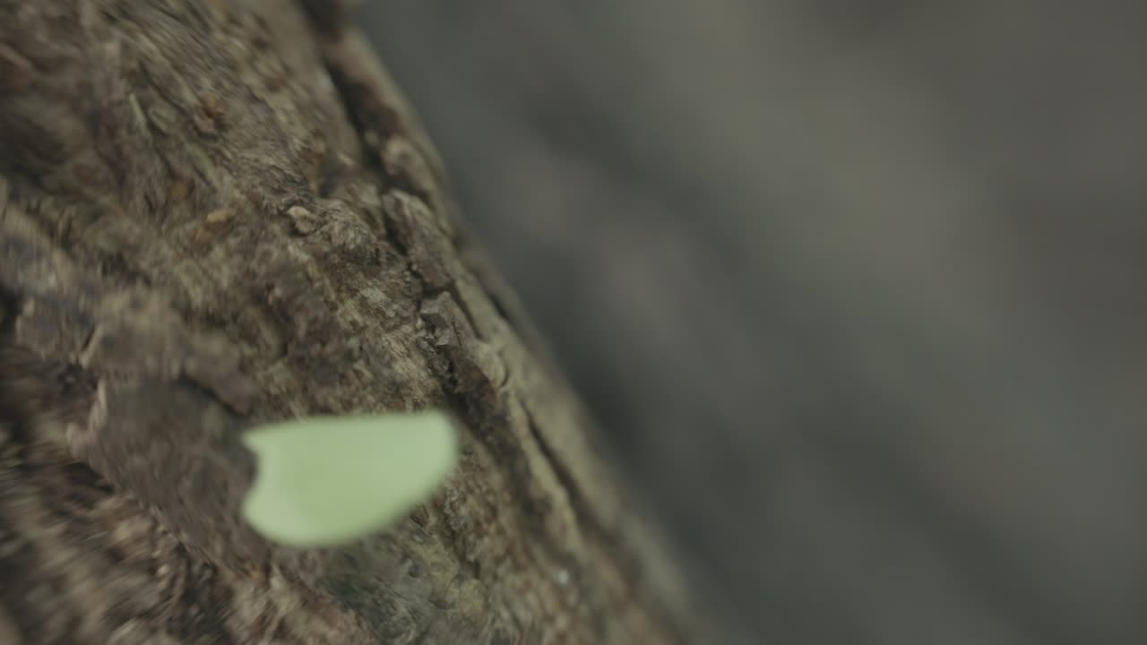 revelando hormigas cortadoras de hojas recolectando hojas de un árbol en la selva amazónica, primer plano macro