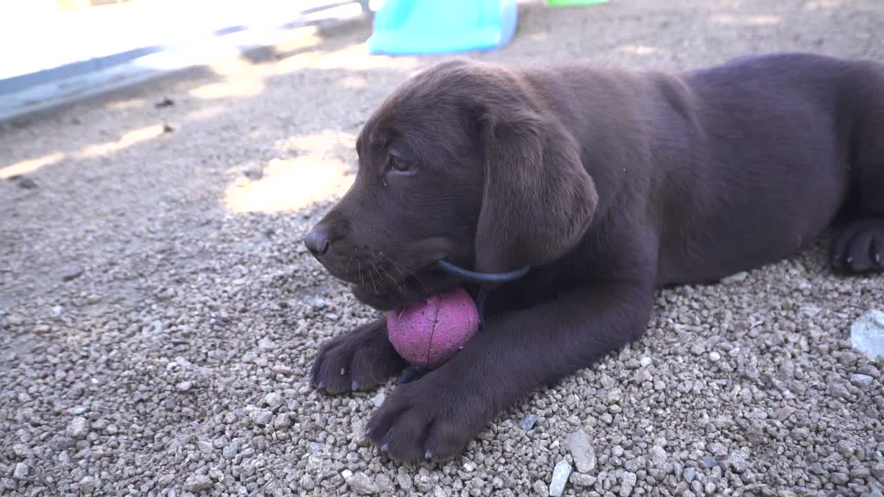 Chocolate purebred labrador retriever puppy chewing a toy ball