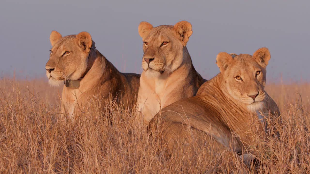 Plano geral de três leões observando as pastagens da savana ao nascer do sol.