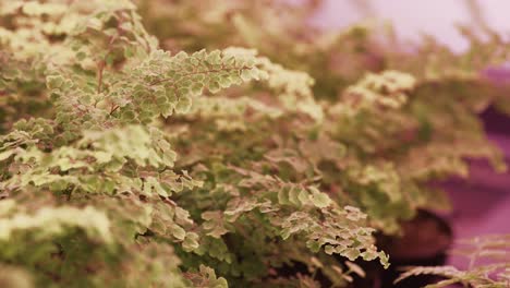 Fern-plant-thriving-under-LED-light