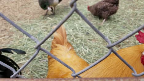 roosters walk along chainlink fence