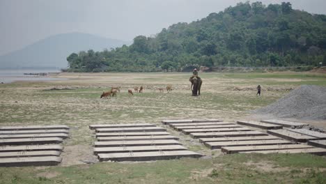 elephant and cows near a river with bridge construction